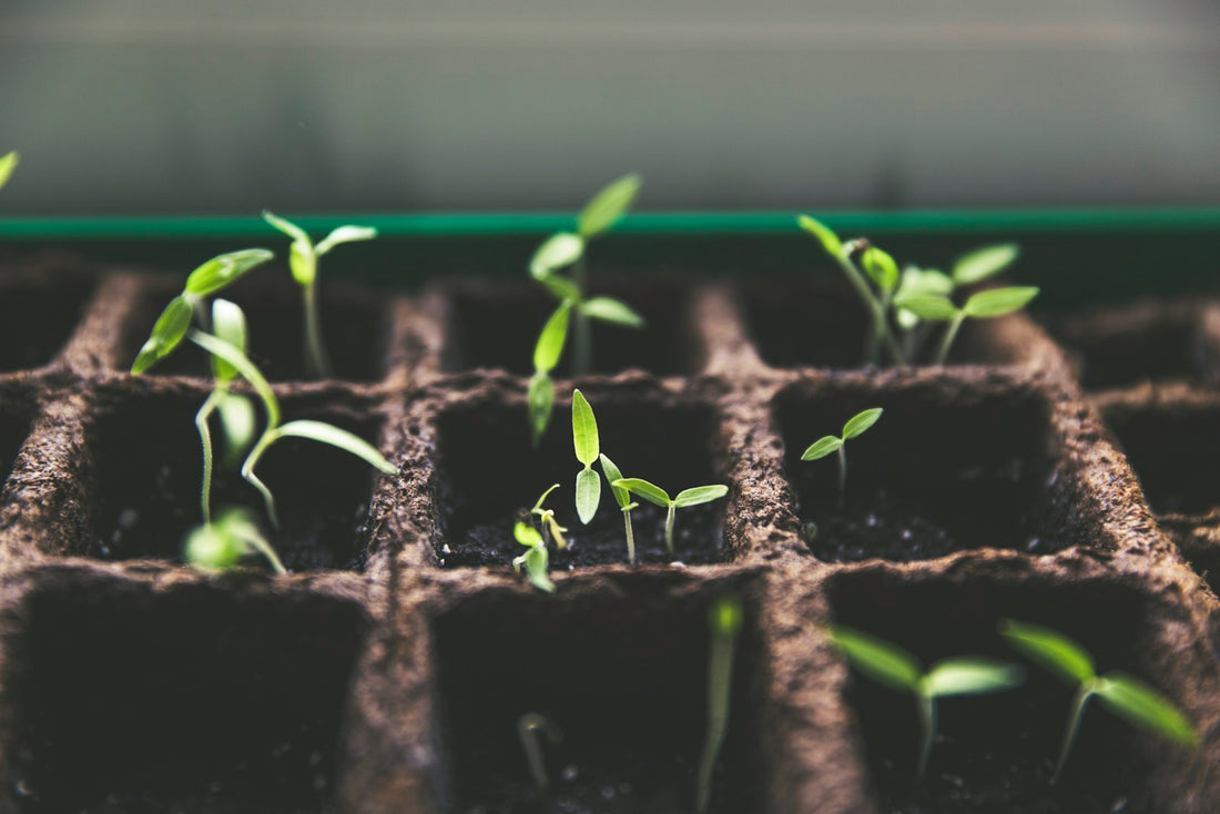 Forêt et reforestation, engagement environnemental Tabar Café