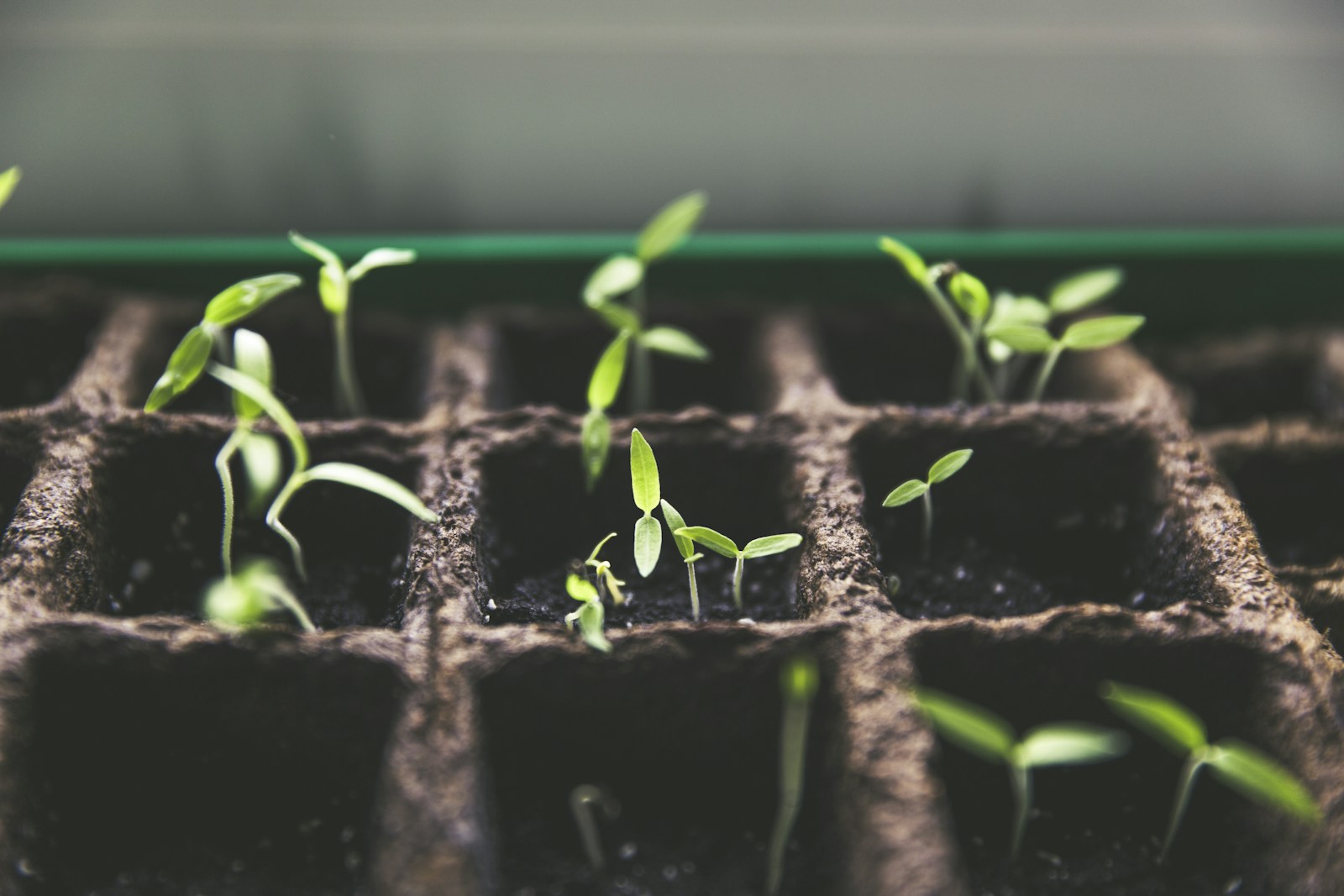 Forêt et reforestation, engagement environnemental Tabar Café